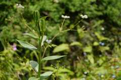 Lilium polyphyllum